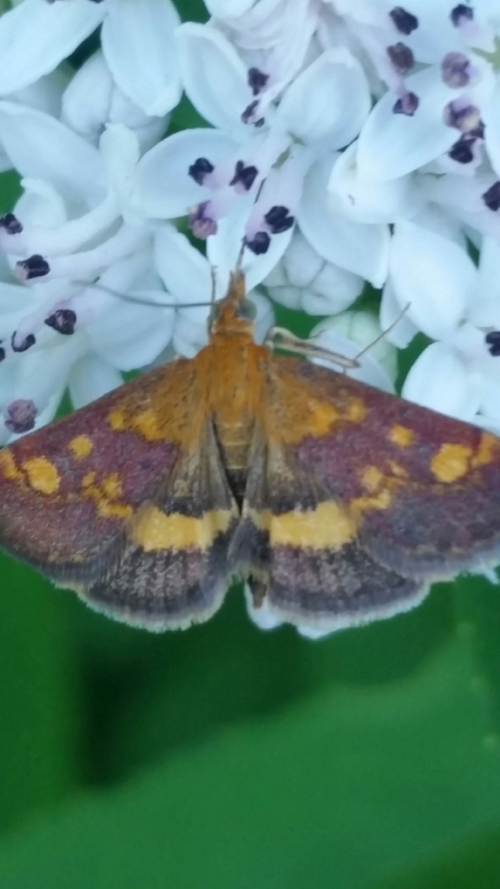 Pyrausta aurata  (Crambidae)